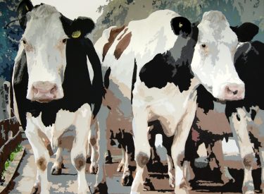 VACA-1