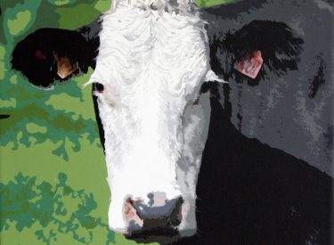 VACA-12