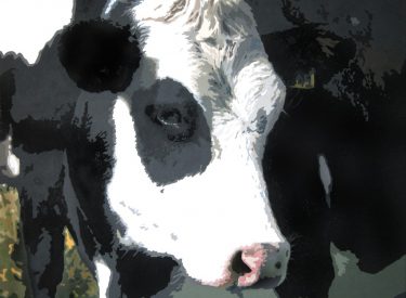 VACA-13