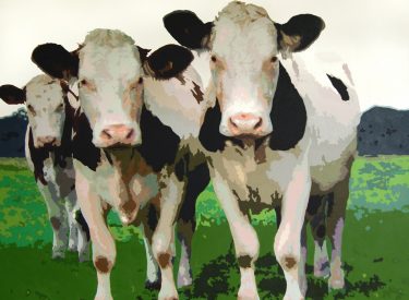 VACA-18