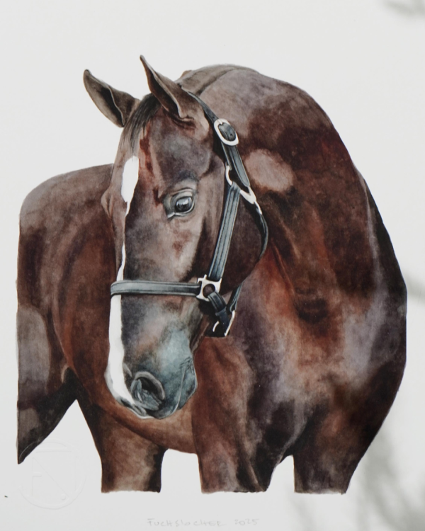 Caballo Chileno