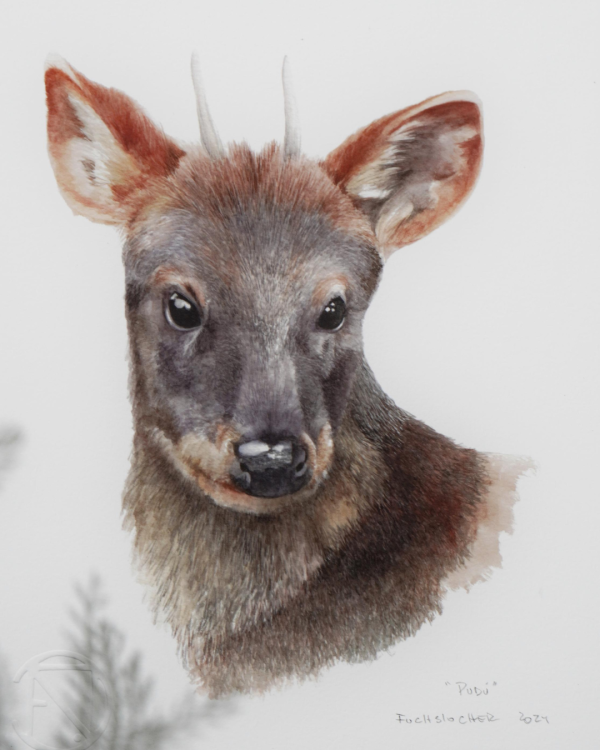 Pudú