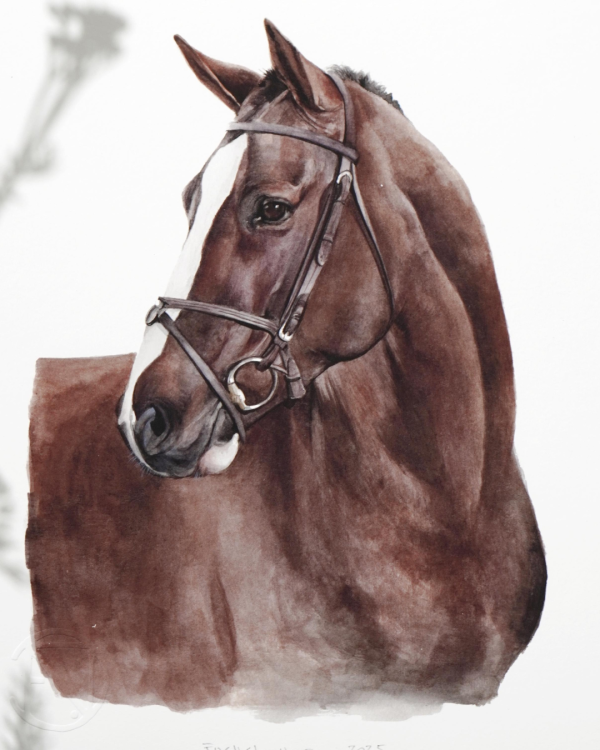 Caballo Chileno 2