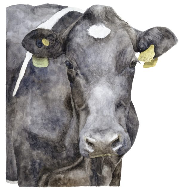 Vaca negra
