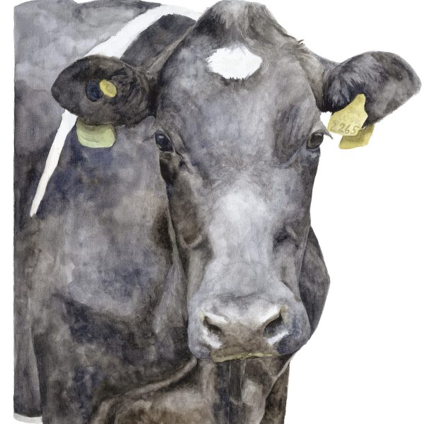 Vaca negra