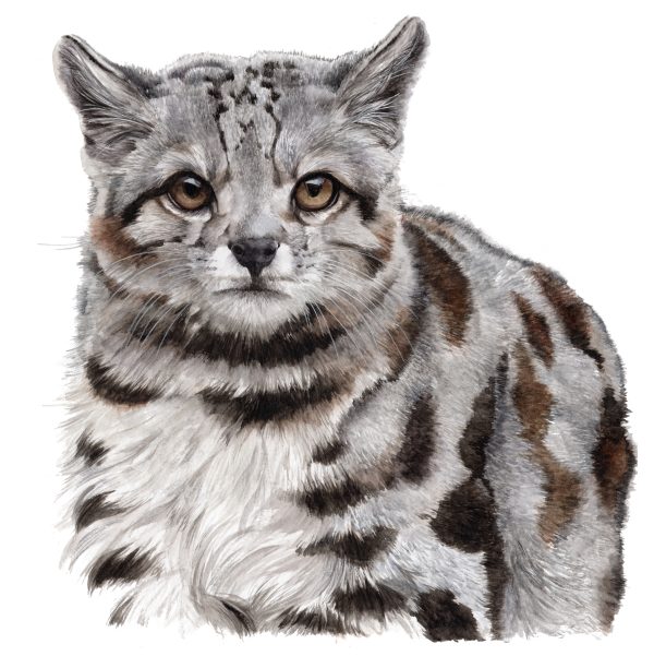 Gato andino