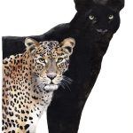 dos panteras