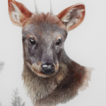Pudú