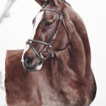 Caballo 2