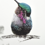 Colibrí