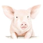 Cerdito