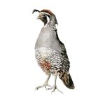 Codorniz