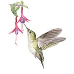 Colibri En Chilco