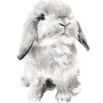 Conejo