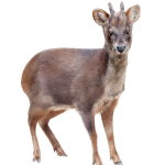 Pudú 2