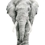 Elefante