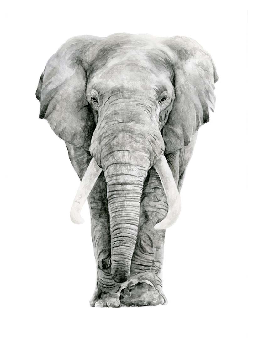 ELEFANTE_W-1.jpg Elefante - Imagen 1