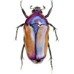 Escarabajo Electronico