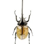 Escarabajo Rinoceronte