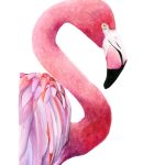 Flamenco