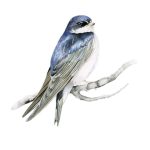Golondrina