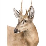 huemul