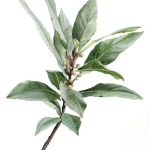 Laurel