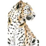 Chita