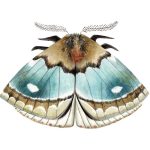 Lepidoptera Imaginaria