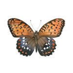 Mariposa tigre