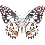 Mariposa Colores