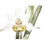 Orquídea nativa