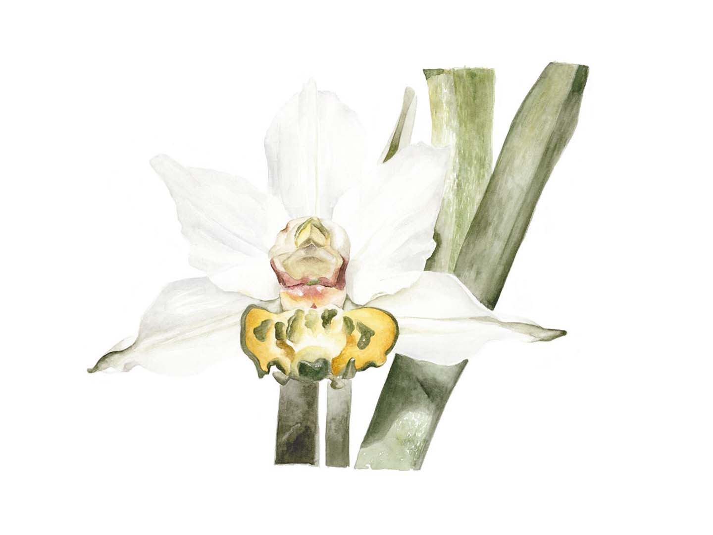 ORQUIDEA-CHILENA_W-1.jpg Orquídea nativa - Imagen 1