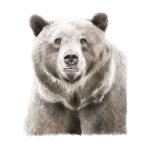 Oso
