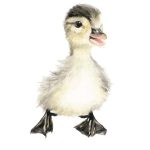 Patito