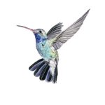 Picaflor volando