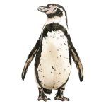 Pinguino De Humboldt