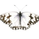 Polilla