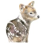 Pudú