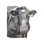 Vaca 1
