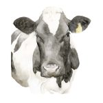 Vaca 2