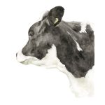 Vaca 4