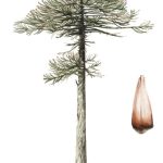 Araucaria