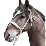Caballo Chileno