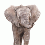 Elefante Baby