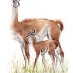 Guanaco