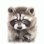 Mapache Baby