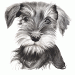 Schnauzer