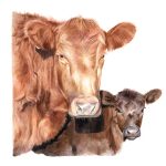 Angus rojo y cria