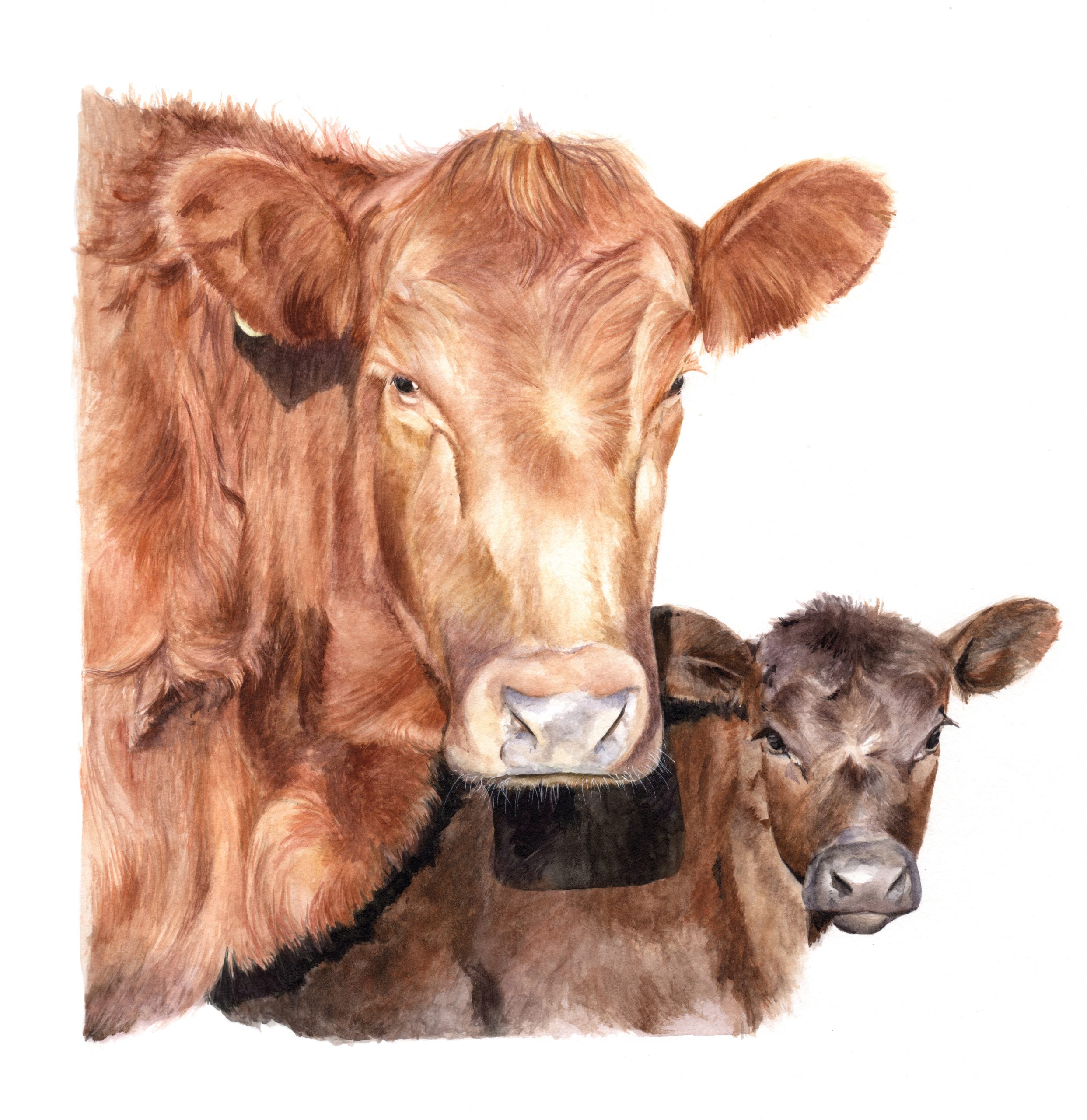 vaca-lola-scaled-1.jpg Angus rojo y cria - Imagen 1